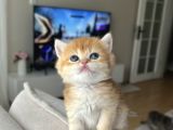 Show Kali̇te Golden Bri̇ti̇sh Shorthai̇r