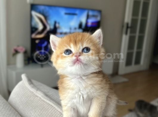 Show Kali̇te Golden Bri̇ti̇sh Shorthai̇r görsel