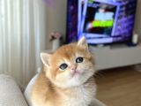 Show Kali̇te Golden Bri̇ti̇sh Shorthai̇r