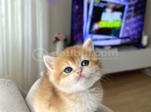 Show Kali̇te Golden Bri̇ti̇sh Shorthai̇r görsel