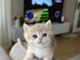 Show Kali̇te Golden Bri̇ti̇sh Shorthai̇r
