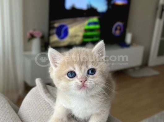 Show Kali̇te Golden Bri̇ti̇sh Shorthai̇r görsel