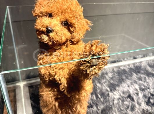 Toy Poodle Red Yavrularimiz