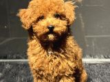 Toy Poodle Red Yavrularimiz