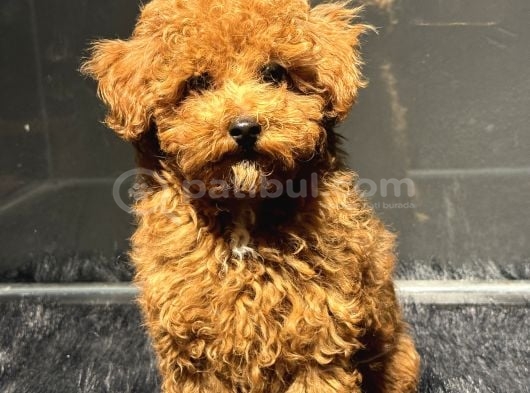 Toy Poodle Red Yavrularimiz görsel