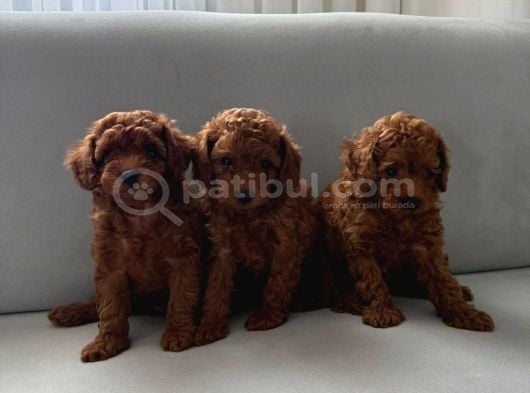 Toy Poddle Bebekler Ev Ortamından