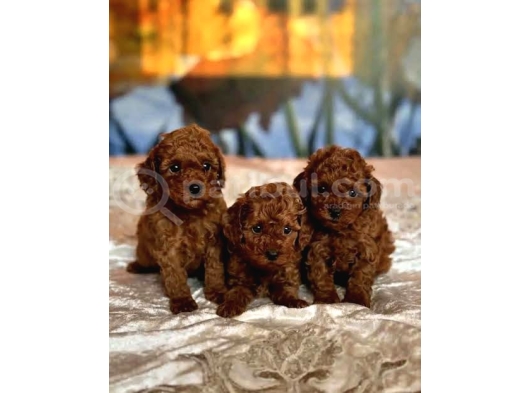 IRKININ EN GÜZELİ TOY POODLE BEBEKLER