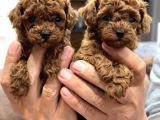 Mi̇ni̇k Toy Poodle Bebekler