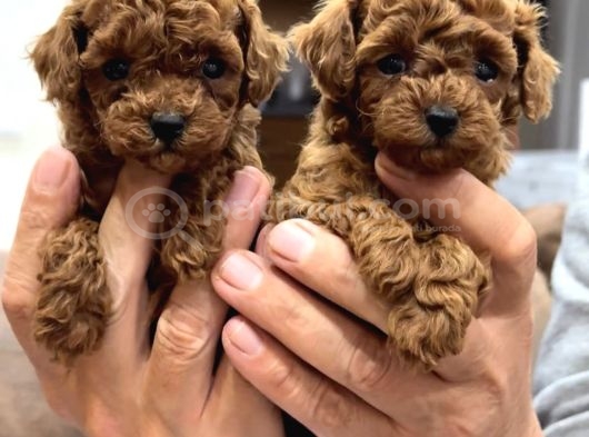 Mi̇ni̇k Toy Poodle Bebekler