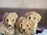 Giant Poodle Yavrular