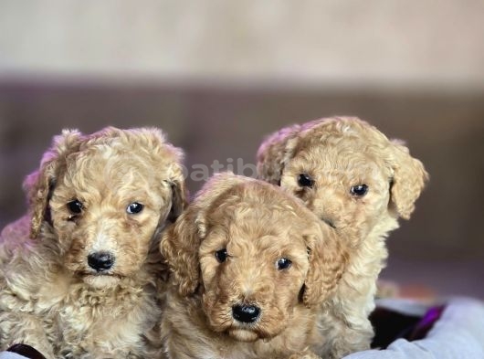 Giant Poodle Yavrular görsel