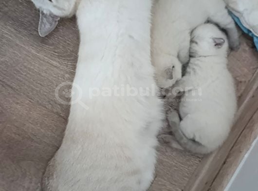 23 Ağustos Doğumlu British Blue Point Dişi görsel