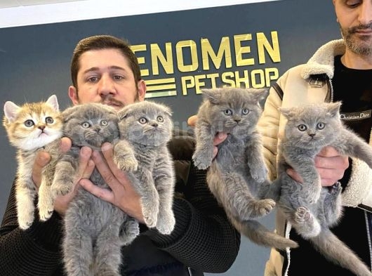 Renk Renk British Shorthair Yavrularimiz Fenomen Pet Ankara görsel