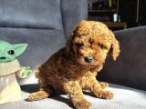 Teacup Garantili Toy Poodle Kızımız