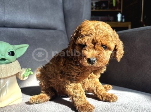 Teacup Garantili Toy Poodle Kızımız