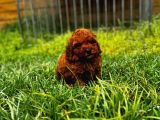Kore Red Brown Toy Poodle Yavrular