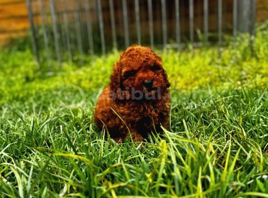 Kore red brown toy Poodle yavrular