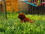 Kore Red Brown Toy Poodle Yavrular