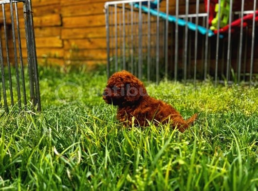 Kore Red Brown Toy Poodle Yavrular görsel