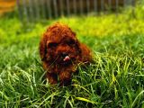 Kore Red Brown Toy Poodle Yavrular