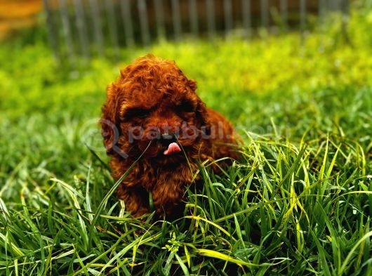 Kore Red Brown Toy Poodle Yavrular görsel