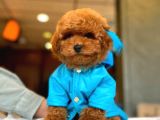 İstanbuldaki mağazamızdan aşılı ve güvenli teslim ToyPoodle
