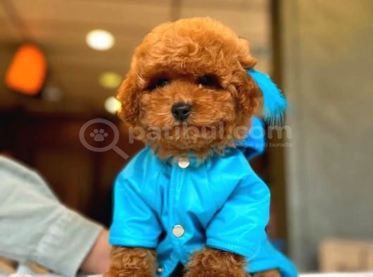 İstanbuldaki Mağazamızdan Aşılı Ve Güvenli Teslim Toypoodle