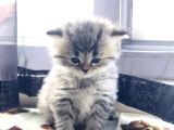 Karışım Irk Kedi