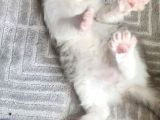Karışım Irk Kedi