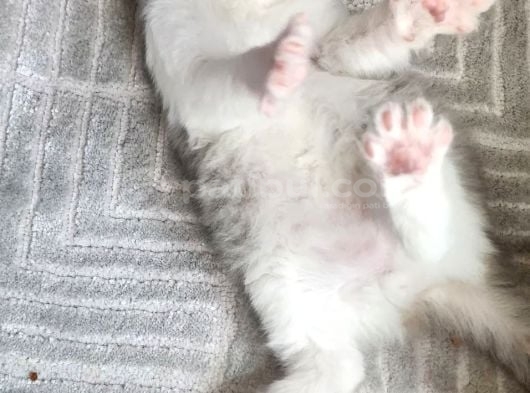 Karışım irk kedi