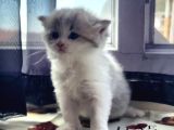 Karışım Irk Kedi