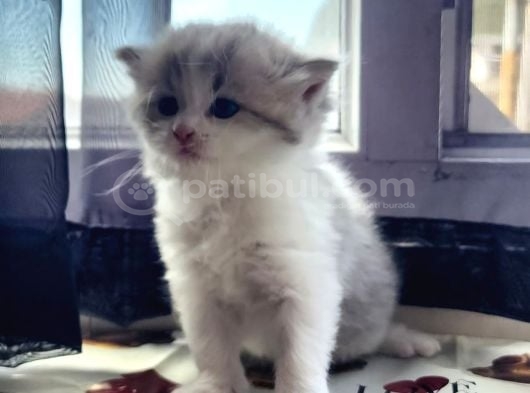 Karışım Irk Kedi görsel