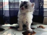 Karışım Irk Kedi