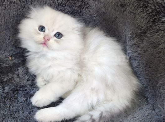 İstanbul içi 724 Adrese teslim scottish fold longhair