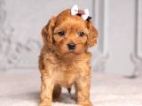 Kahve Tonlu Malti̇poo Ci̇nsi̇ Yavrular