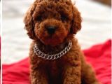 Kipkirmizi Red Toy Poodle Sevi̇mli̇ Yavrular