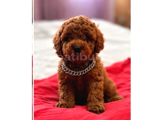 Kipkirmizi Red Toy Poodle Sevi̇mli̇ Yavrular