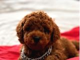 Sevi̇mli̇ Toy Poodle Yavrumuz