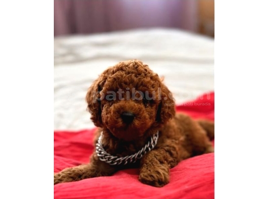 Sevi̇mli̇ Toy Poodle Yavrumuz görsel