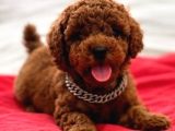Kipkirmizi Red Toy Poodle Sevi̇mli̇ Yavrular