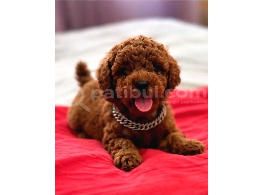 Kipkirmizi Red Toy Poodle Sevi̇mli̇ Yavrular görsel