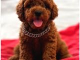 Sevi̇mli̇ Toy Poodle Yavrumuz