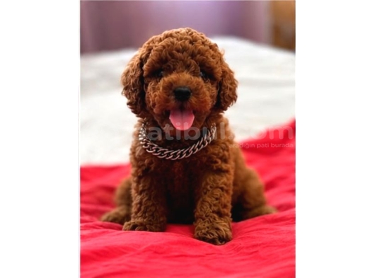 Sevi̇mli̇ Toy Poodle Yavrumuz