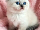 A Kalite Kalıcı Mavi Gözlü  Güzel Bebekler