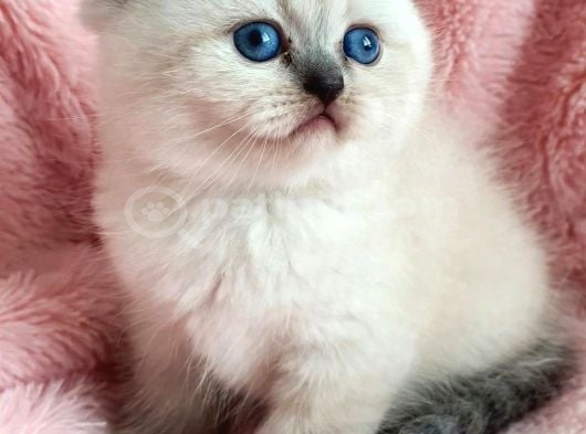 A Kalite Kalıcı Mavi Gözlü  Güzel Bebekler görsel