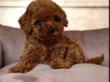 Mükemmel Toy Poodle Yavrular Ruhsatlı Çiftlik Güvencesiyle