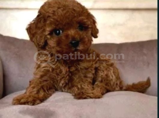 Mükemmel Toy Poodle Yavrular Ruhsatlı Çiftlik Güvencesiyle görsel