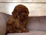 Mükemmel Toy Poodle Yavrular Ruhsatlı Çiftlik Güvencesiyle