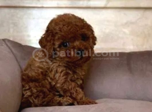 Mükemmel Toy Poodle Yavrular Ruhsatlı Çiftlik Güvencesiyle görsel
