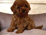 Mükemmel Toy Poodle Yavrular Ruhsatlı Çiftlik Güvencesiyle